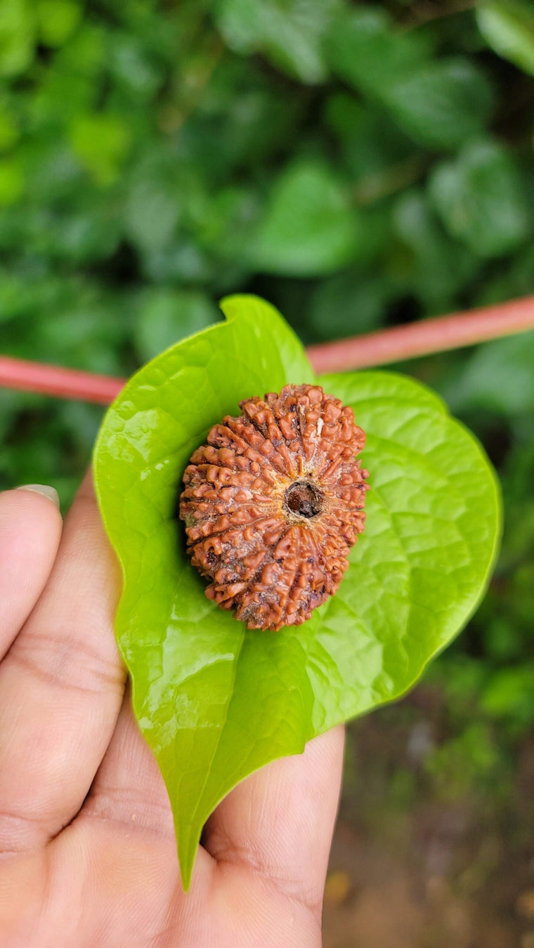 14 Face Rudraksha (Chaturdasha Mukhi)