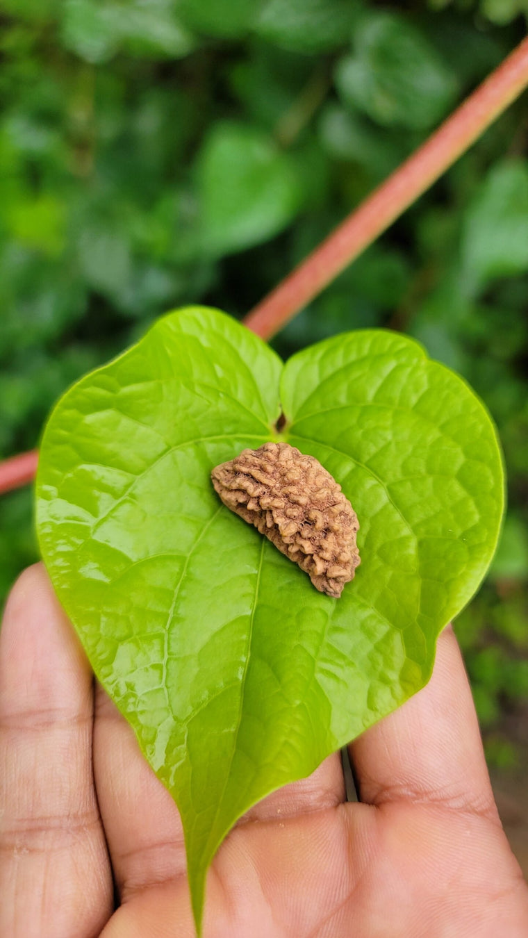 1 Face Rudraksha indian (Ekamukhi)
