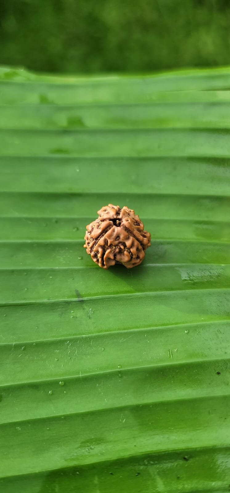 3 Face Rudraksha (tre Mukhi)