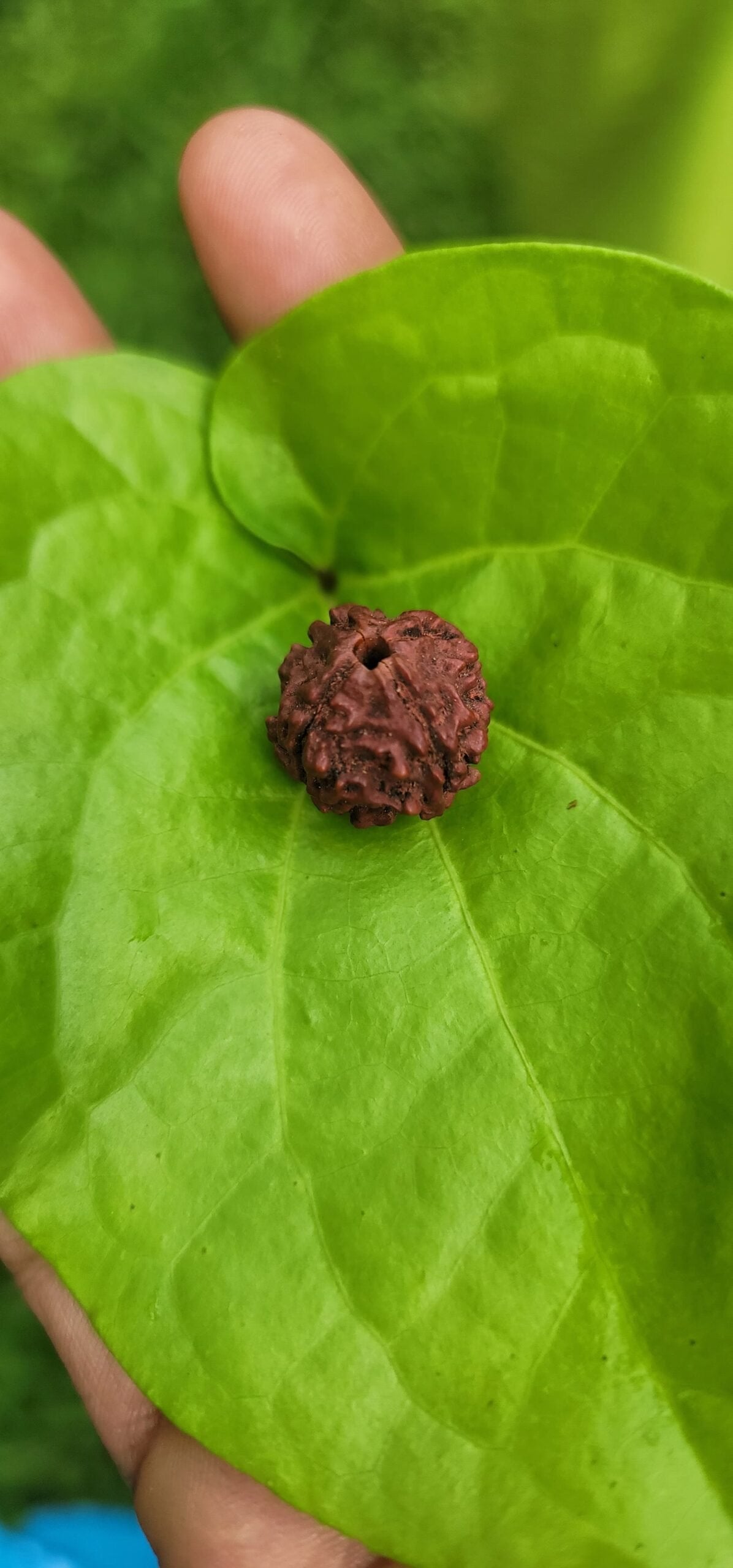 4 Face Rudraksha (chatur Mukhi)