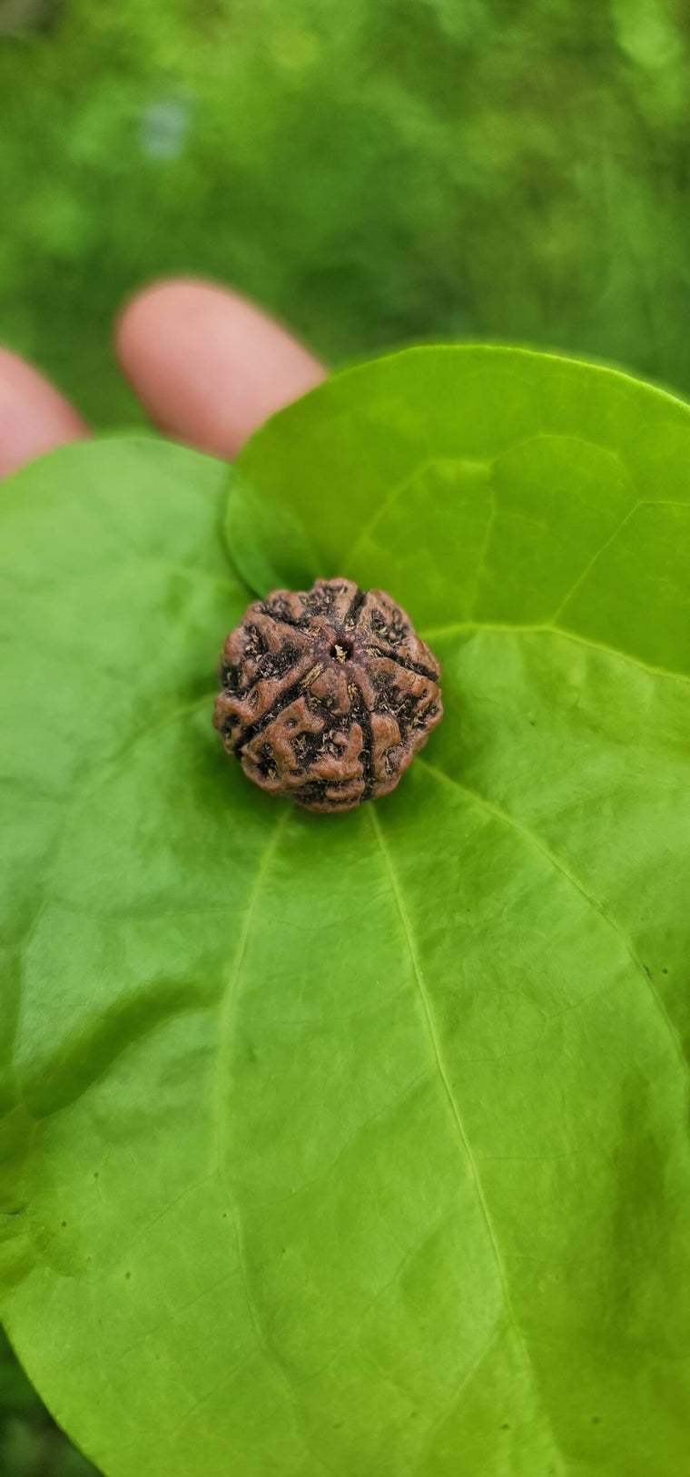 5 Face Rudraksha (pancha Mukhi)