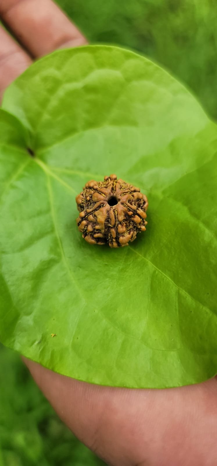 6 Face Rudraksha (Shat Mukhi)