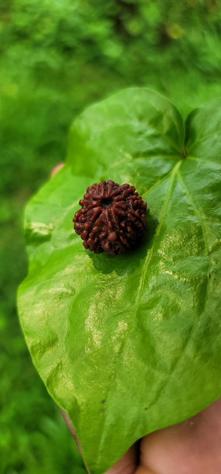 7 Face Rudraksha (sapta Mukhi)