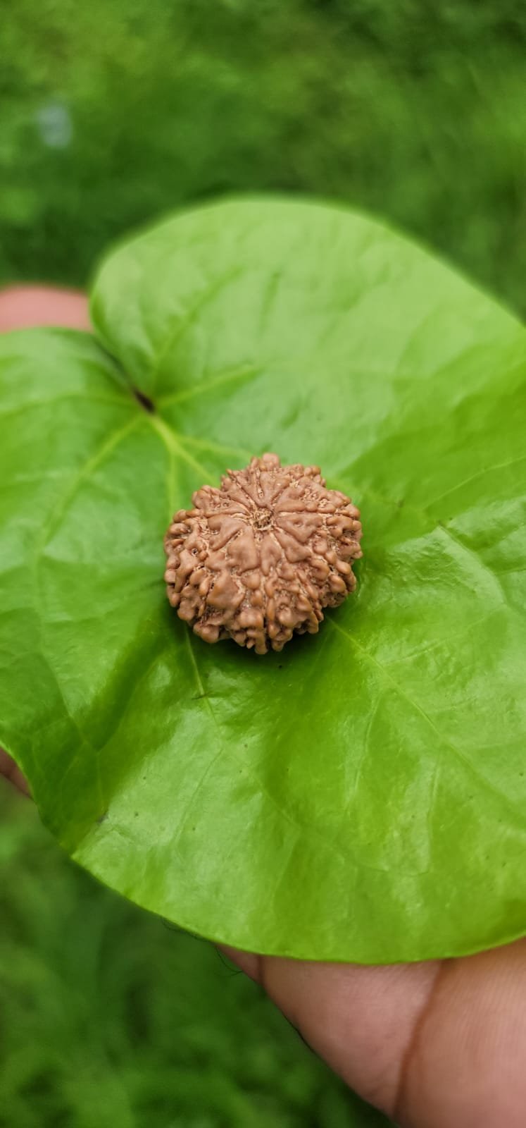 8 Face Rudraksha (ashta Mukhi)
