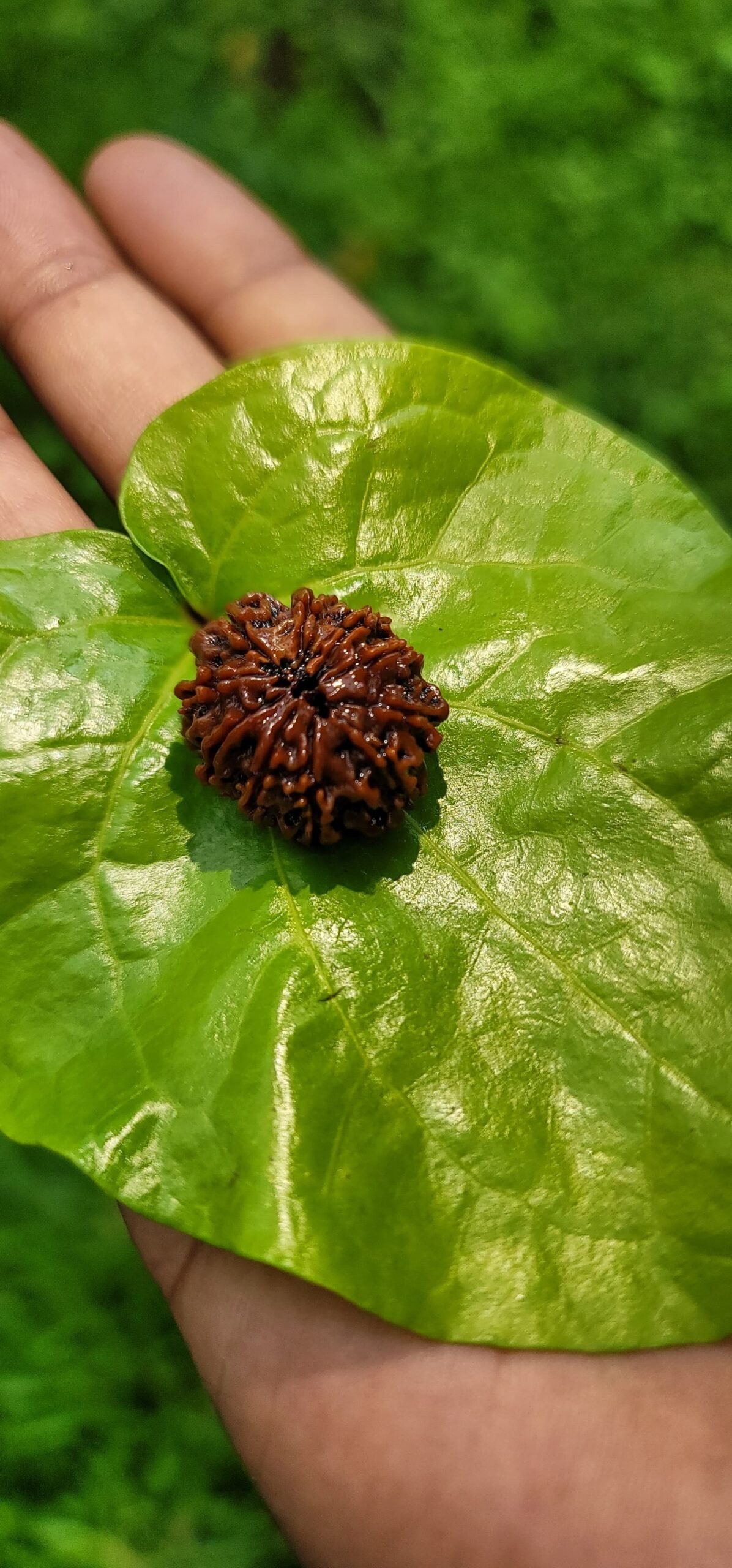 9 Face Rudraksha (Nava Mukhi)
