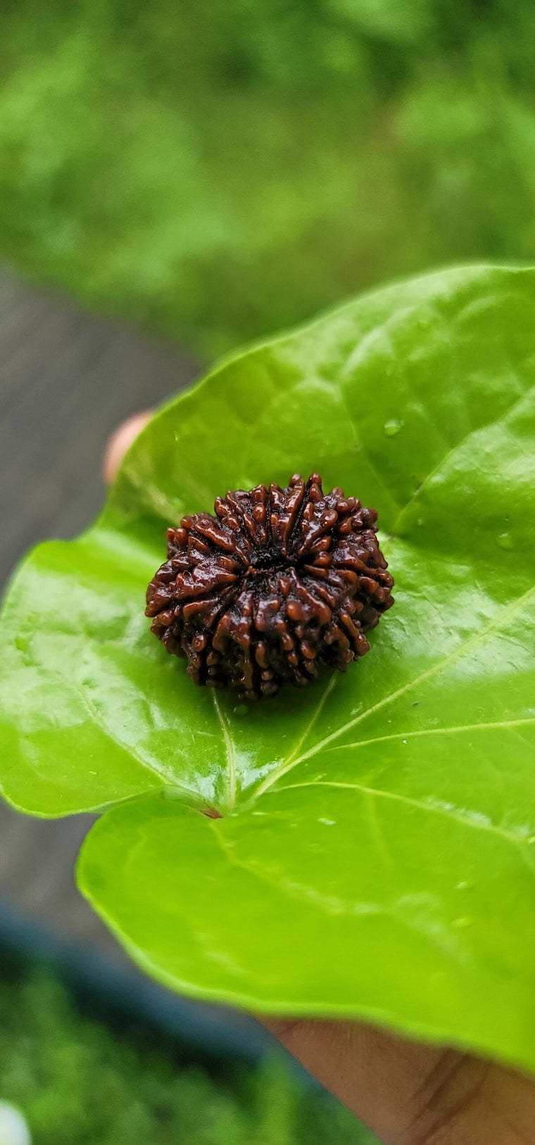 10 Face Rudraksha (dasha Mukhi)