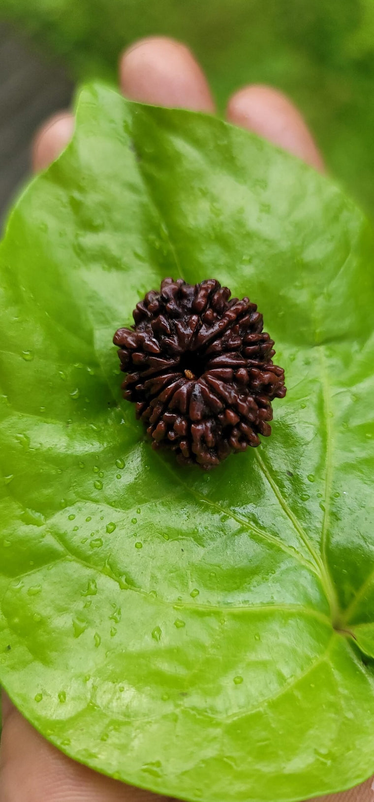 11 Face Rudraksha (Ekaadasha Mukhi)