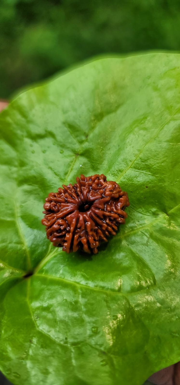 12 Face Rudraksha (Dvaadasha Mukhi)