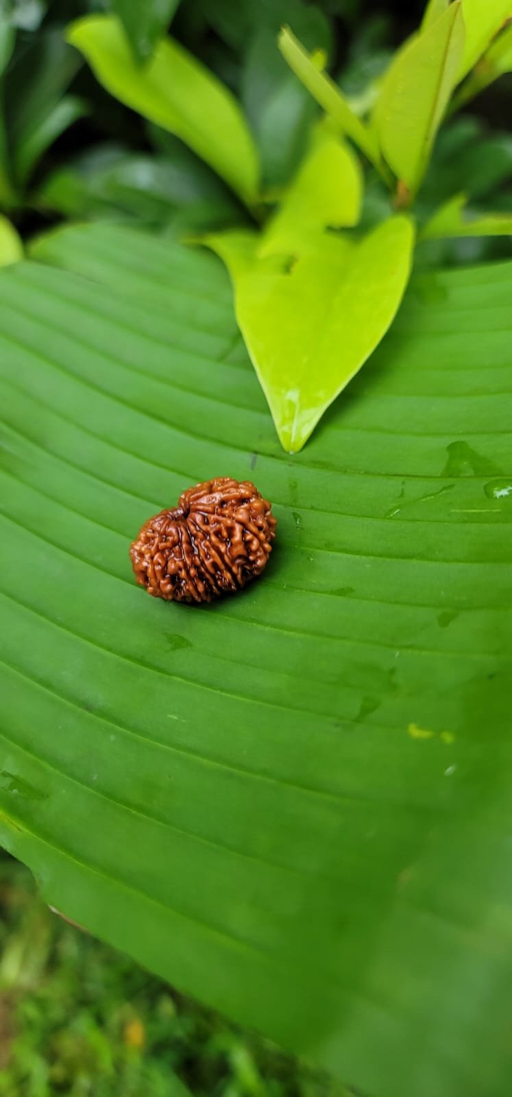 13 Face Rudraksha (Trayodasha Mukhi)