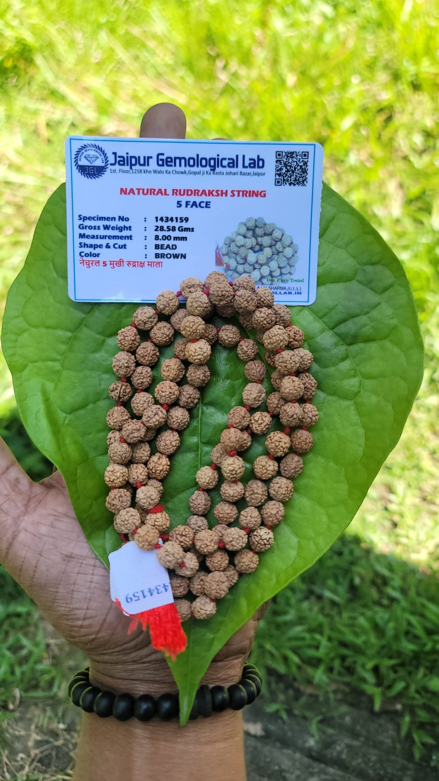 Rudraksha Mala 8mm(5face)- 108 beads