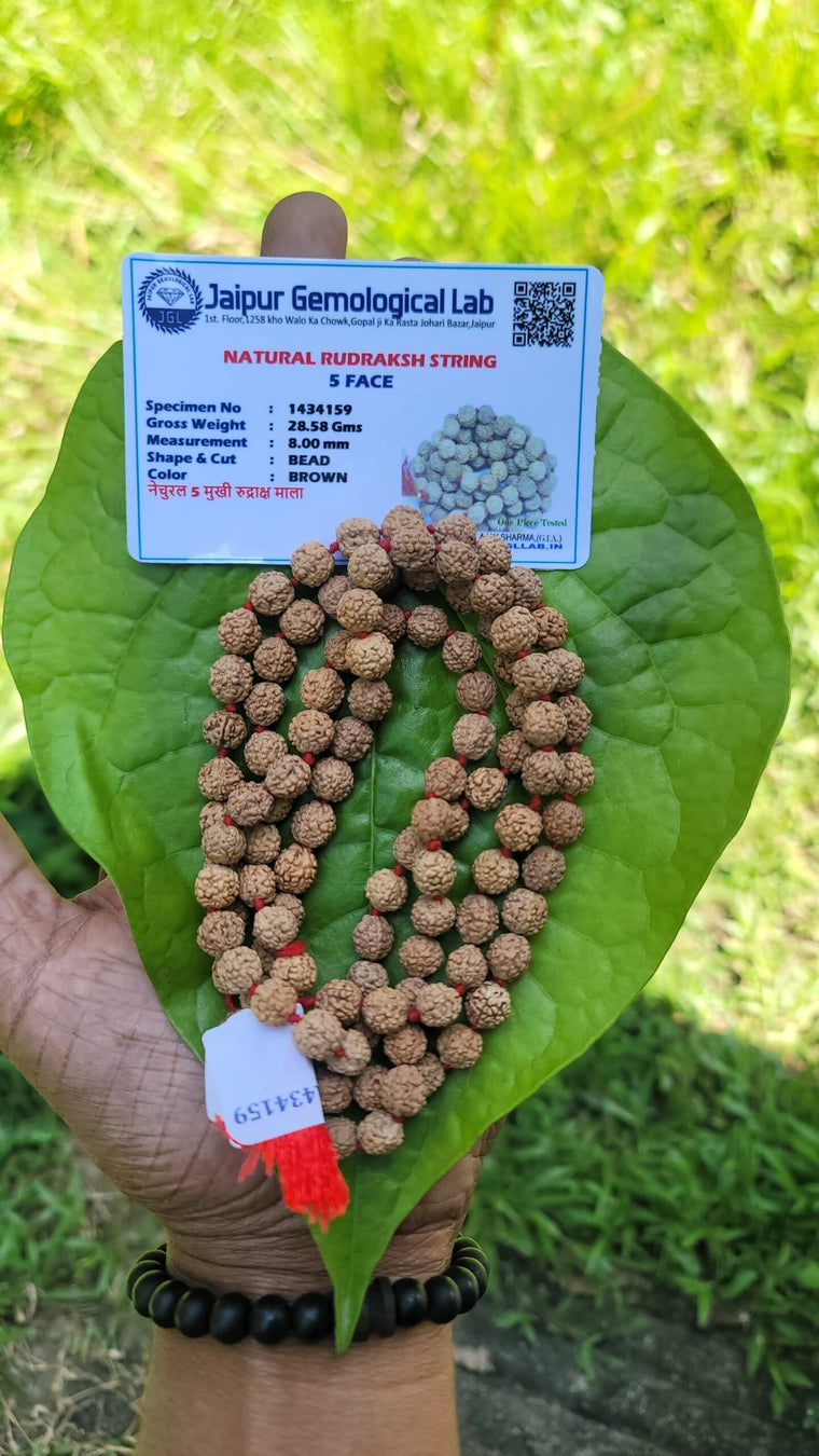 Rudraksha Mala 8mm(5face)- 108 beads