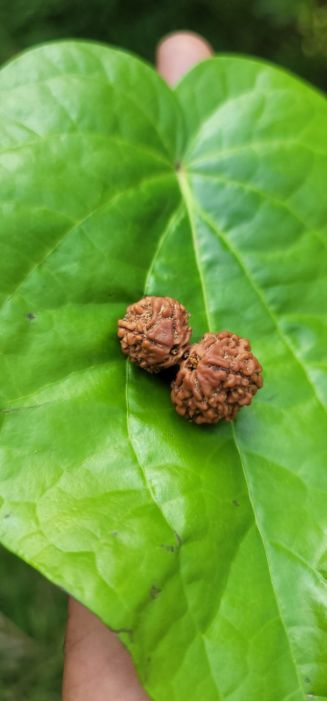 Gauri Shankar Rudraksha