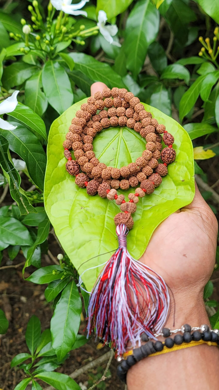 Siddha Rudraksha Mala multi face ( 1-14 mukhi )