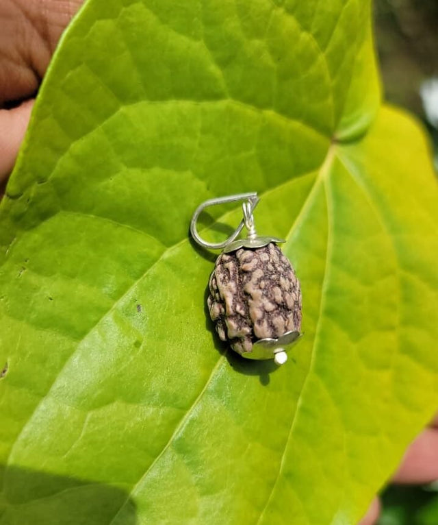 Rudraksha - 3 face Silver Dollar