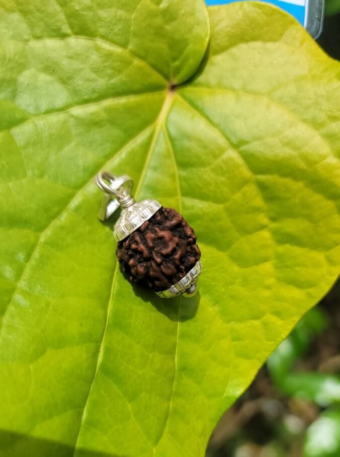 Rudraksha - 6 face Silver Dollar