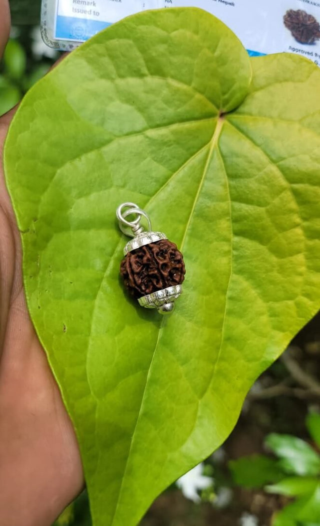 Rudraksha - 7 face Silver Dollar