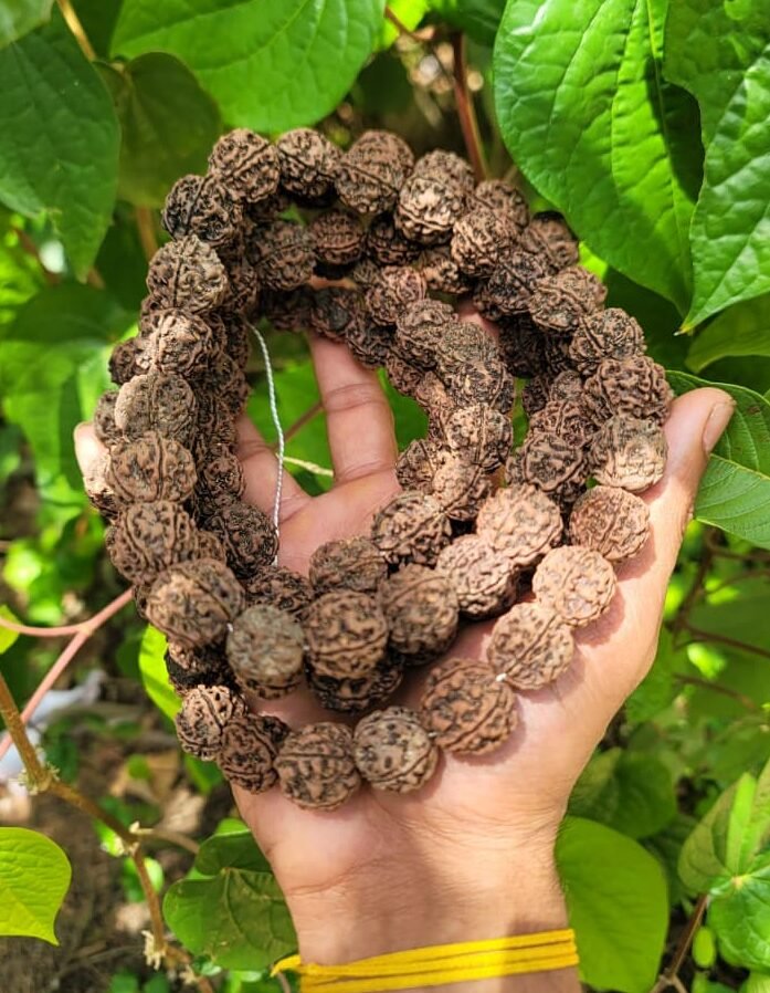 Rudraksha Mala 24mm-108 Beads