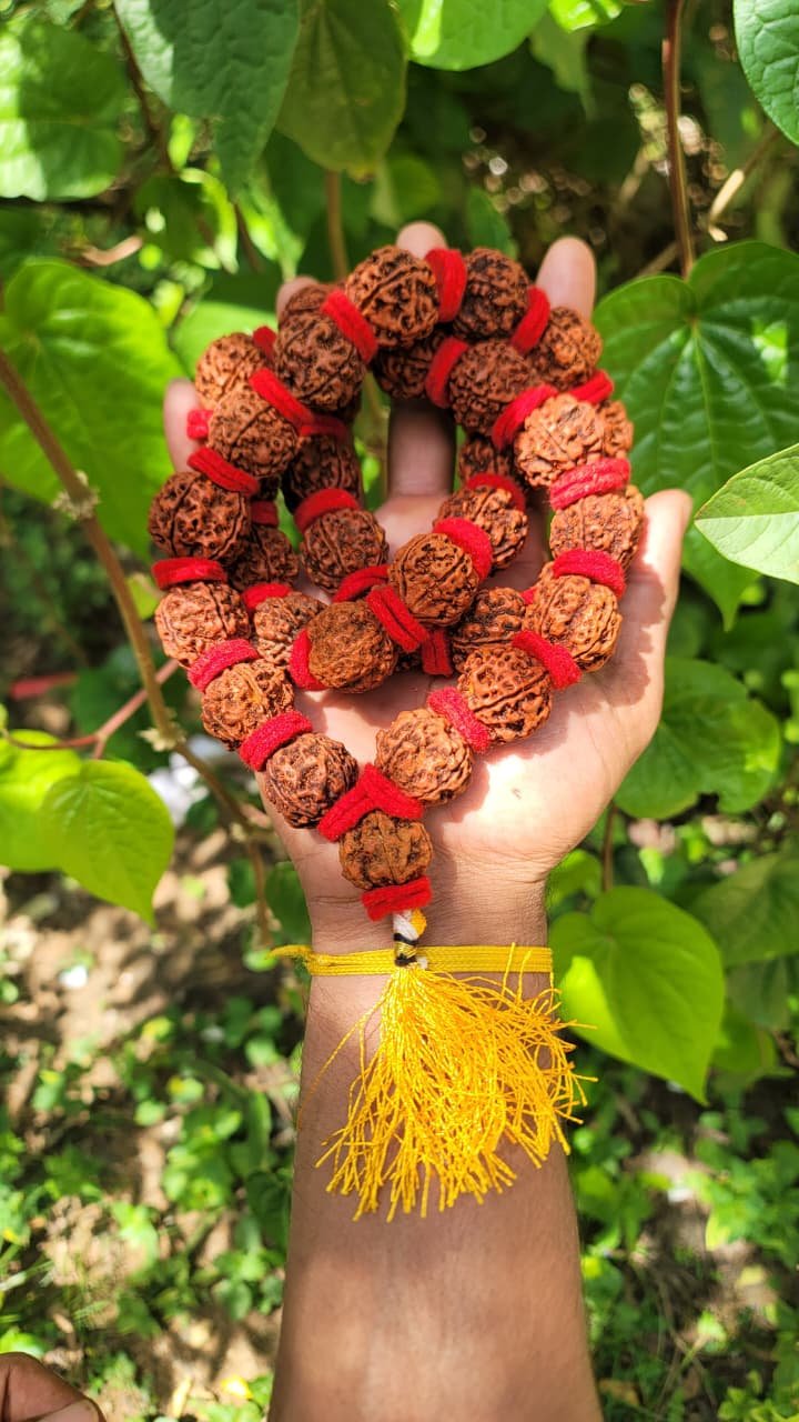 Rudraksha mala with Red Thread-20mm