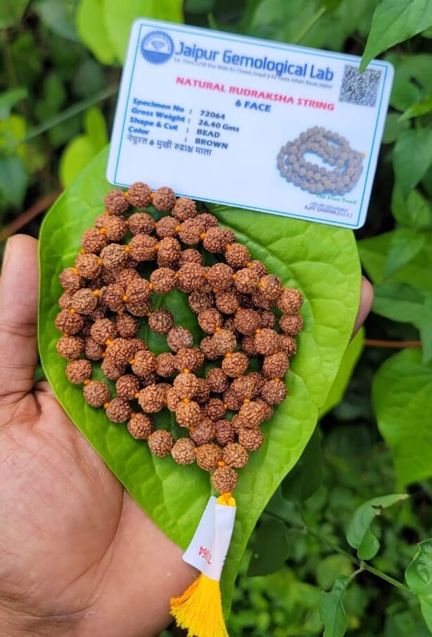 6 Face Rudraksha Mala (Shat Mukhi) 8mm