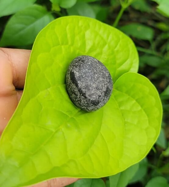 Shaligram stone (stone of lord vishnu)25 gram