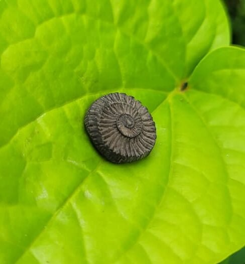 Sudarshan Shaligram stone (small)