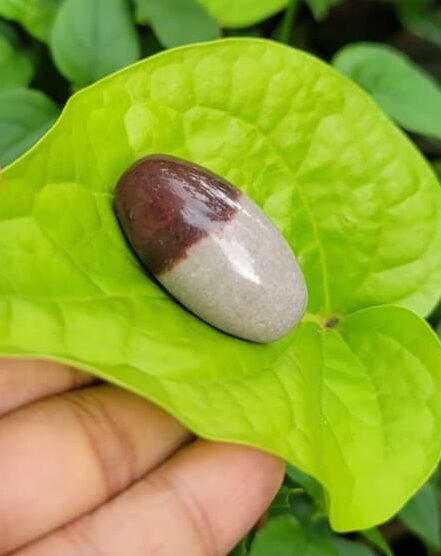 Narmada Shivalinga Stone (5-10 gram)