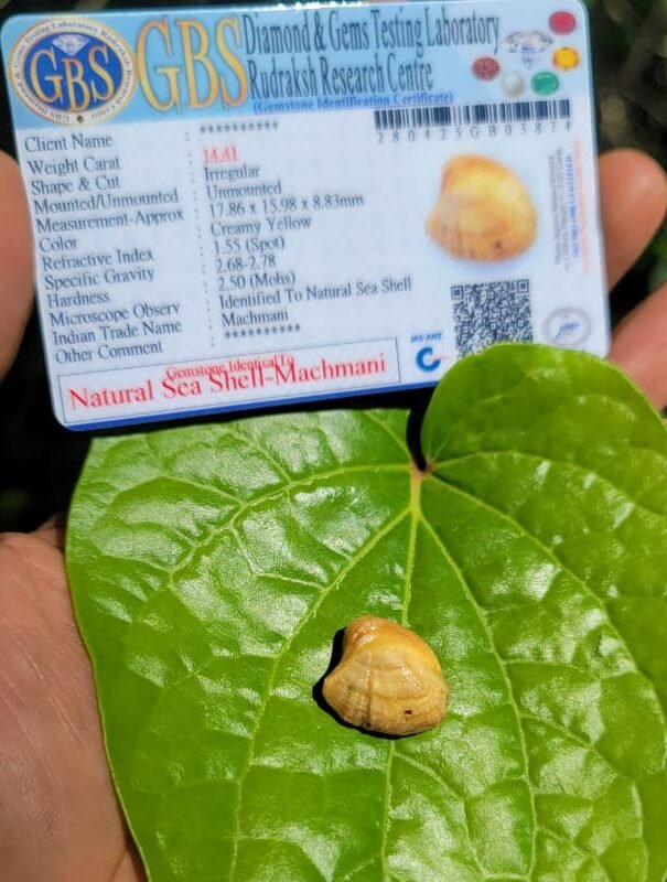 Natural Sea Shell -Machmani
