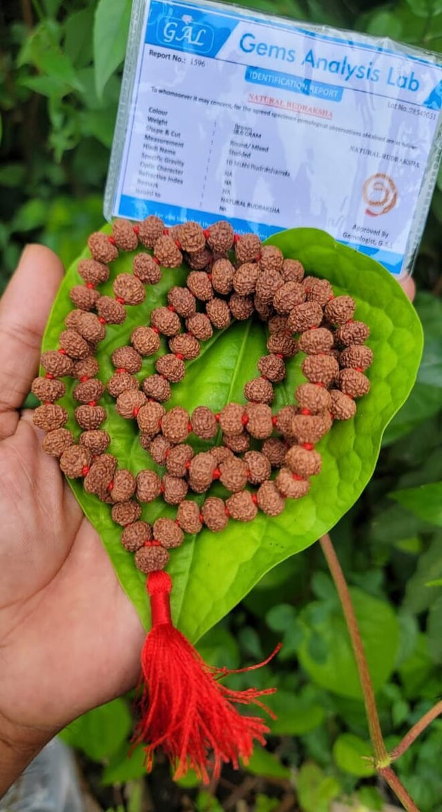 10 Face Rudraksha Mala (dasha Mukhi)8MM