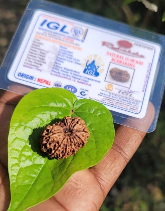 15 Face (mukhi)Rudraksha