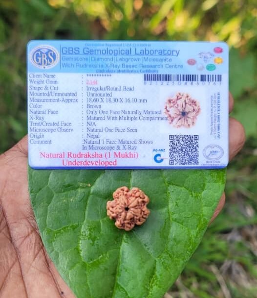 1 Mukhi Nepal Rudraksha (Ekamukhi)
