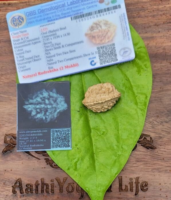 2 Face Indian Rudraksha (dve Mukhi)