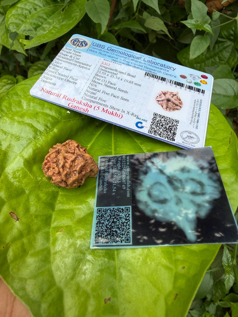 5 Face Rudraksha (5 muki)Ganesh