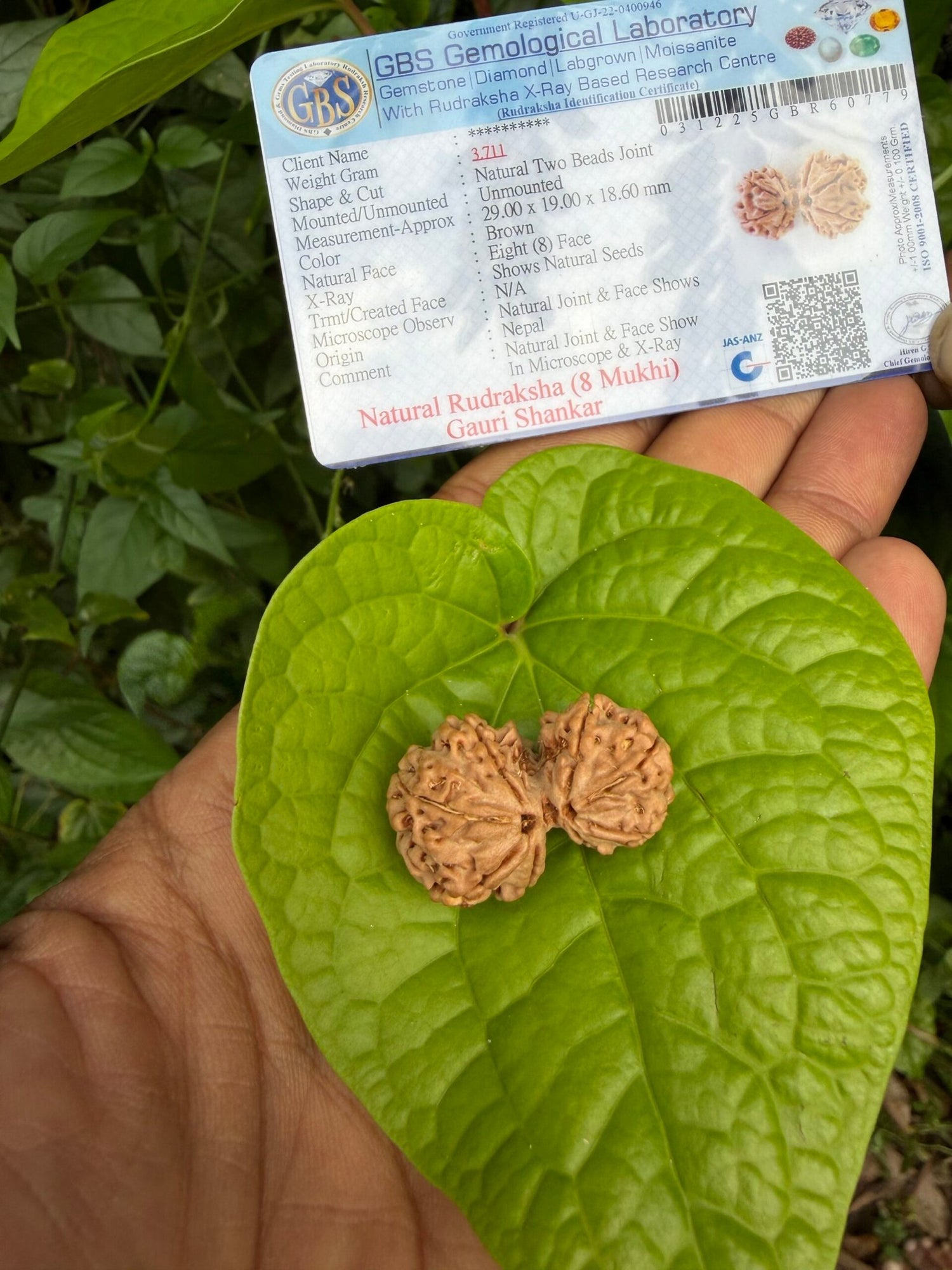 Gauri Shankar 8 face Rudraksha