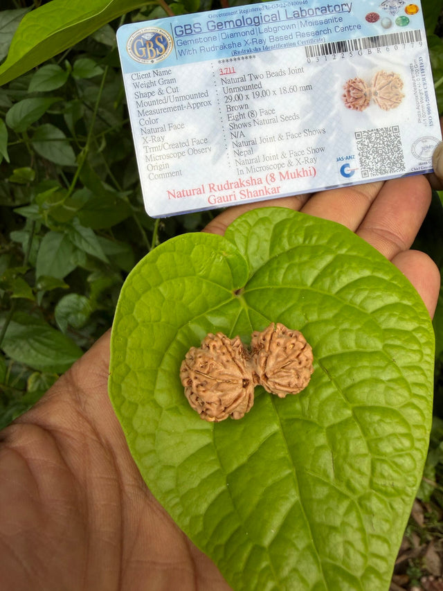 Gauri Shankar 8 face Rudraksha