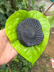 Shaligram stone with Venkateshwara (Thirupathi Balaji)