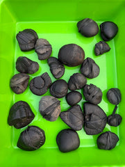 Shaligram stone (stone of lord vishnu)
