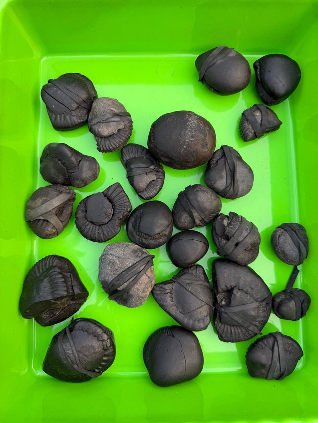 Shaligram stone (stone of lord vishnu)