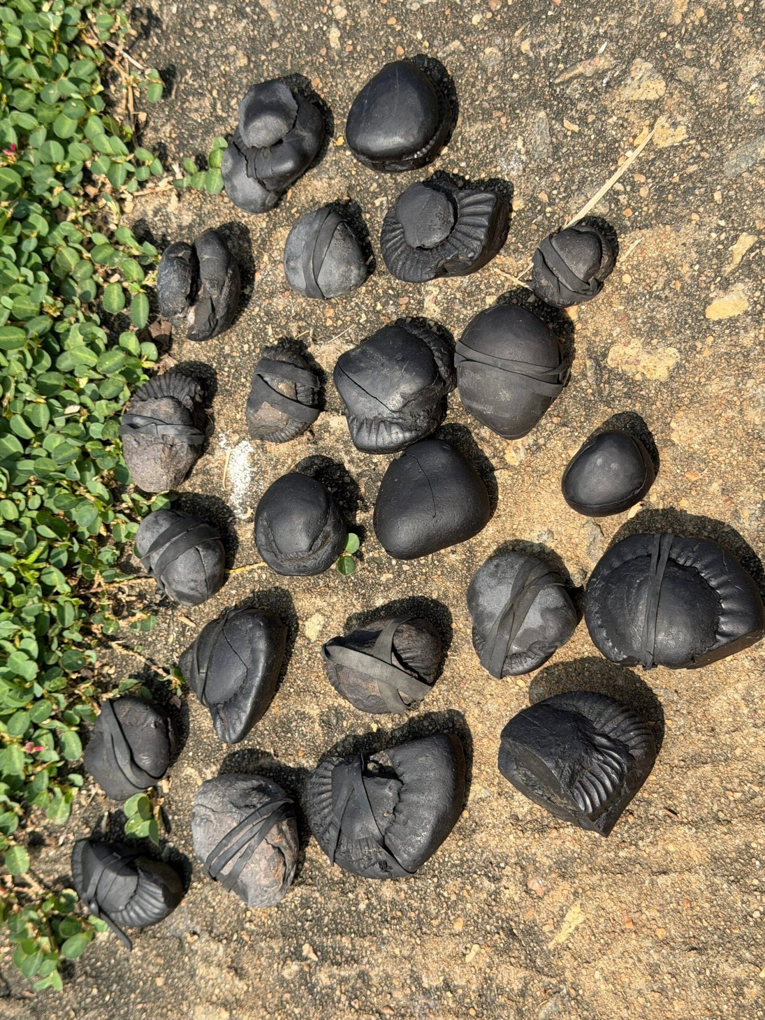 Shaligram Medium size 1.5 inch to 2 inch