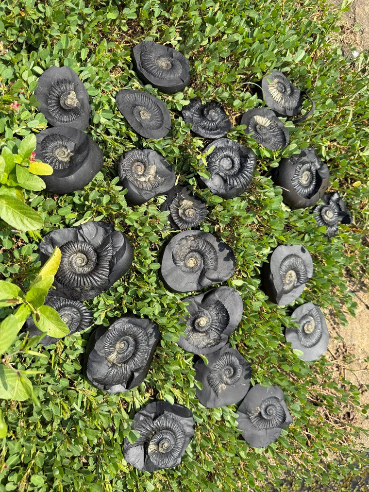 Lakshmi Shaligram Premium Big size 3-4 inch