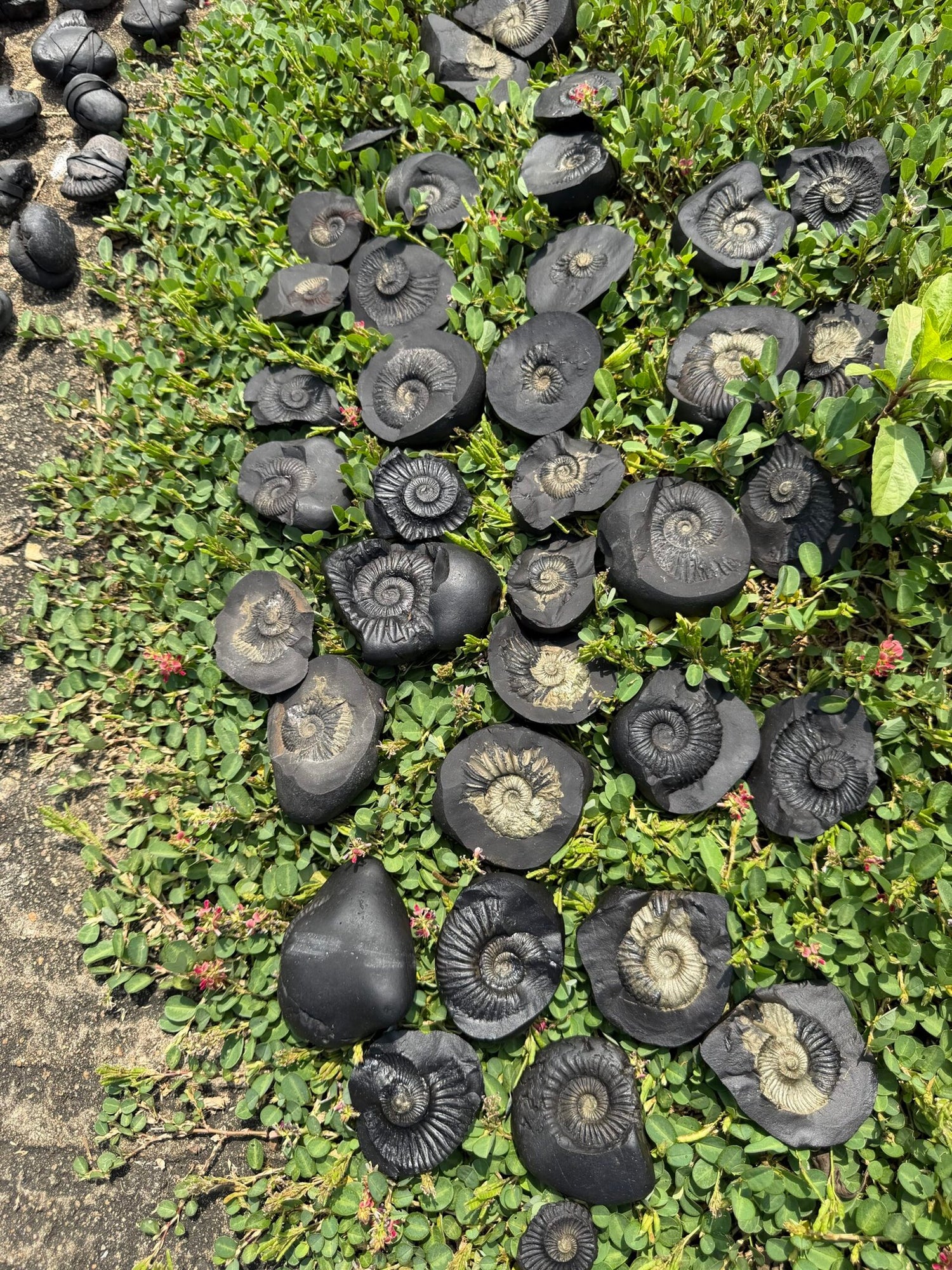 Lakshmi Shaligram medium size Stone