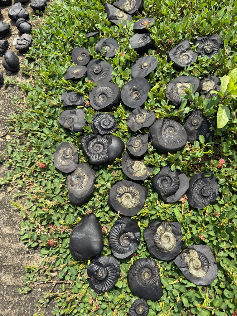 Lakshmi Shaligram medium size Stone
