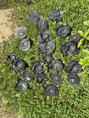 Lakshmi Shaligram Premium Big size 3-4 inch